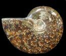 Cleoniceras Ammonite Fossil - Madagascar #44490-1